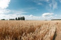 Gold wheat field and blue sky. Ripe grain harvest time Royalty Free Stock Photo