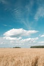 Gold wheat field and blue sky. Ripe grain harvest time Royalty Free Stock Photo