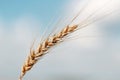 Gold wheat field and blue sky. Ripe grain harvest time Royalty Free Stock Photo