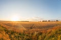 Gold wheat field and blue sky. Ripe grain harvest time Royalty Free Stock Photo