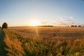 Gold wheat field and blue sky. Ripe grain harvest time Royalty Free Stock Photo