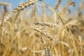 Gold wheat field and blue sky Royalty Free Stock Photo