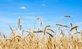 Gold wheat field and blue sky Royalty Free Stock Photo