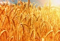 Gold wheat field Royalty Free Stock Photo