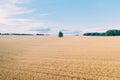 Gold Wheat field panorama with tree , rural countryside