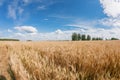 Gold Wheat field panorama with tree at summer day, rural countryside. Sunny and blue sky Royalty Free Stock Photo