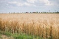 Gold Wheat field panorama with tree at summer day, rural countryside. Sunny and blue sky Royalty Free Stock Photo