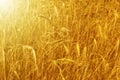 Gold wheat field