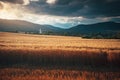 Gold wheat field and rural landscape in summer sunset light. Gold field, dark sky and rural catholic church in background Royalty Free Stock Photo