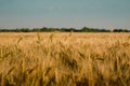 Gold wheat field. Royalty Free Stock Photo