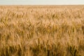 Gold wheat field. Royalty Free Stock Photo