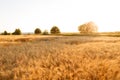 Gold wheat field and sunset sky. Ripe grain harvest time Royalty Free Stock Photo