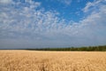 Gold wheat field under blue sky in Ukraine, peaceful picture of agricultural lands before russian agression