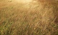 Gold wheat fields