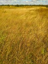 Gold wheat fields