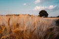 Gold Wheat flied with oak tree and blue sky with white clouds at sunset light, rural countryside Royalty Free Stock Photo