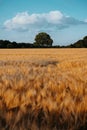 Gold Wheat flied with oak tree in the middle and blue sky with white clouds at sunset light, rural countryside Royalty Free Stock Photo