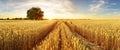 Gold Wheat flied panorama with tree at sunset, rural countryside Royalty Free Stock Photo