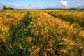 Gold Wheat flied panorama with tree at sunset, rural countryside - Agriculture Royalty Free Stock Photo