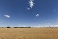 Gold Wheat flied panorama with tree at sunset, rural countryside Royalty Free Stock Photo