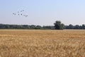 Gold wheat flied panorama with trees and flying birds