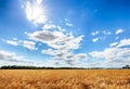 Gold Wheat flied with sun, rural countryside agriculture Royalty Free Stock Photo