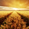 Gold Wheat flied at sunset, rural countryside Royalty Free Stock Photo