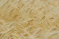 Gold wheat harvest Royalty Free Stock Photo