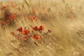 Gold wheat and poppies