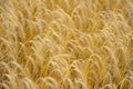 Gold Wheat. Rural countryside. Wheat field. Agriculture season. Autumn harvest. Background wheat field meadow. Field of wheats.