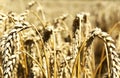 Gold wheat in summer time Royalty Free Stock Photo