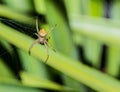 Gold White and Black Spider With Prey In Web Royalty Free Stock Photo