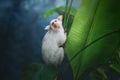 Gold-and-white Marmoset monkey Royalty Free Stock Photo