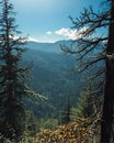 Scenic Mountain Forest View Framed by Pine Trees Under Clear Blue Sky Royalty Free Stock Photo