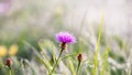 Gold winter sun on hazy grass with pink flower