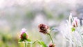 Gold winter sun on late autumn grass and late flowers Royalty Free Stock Photo