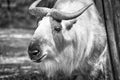 gold yak in black white, (bos mutus) with beautiful coat and horns. From Himalayas Royalty Free Stock Photo