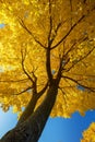 Gold yellow color autumn tree