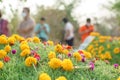 Gold yellow flower decorated on Chinese graveyard. Colorful flower on green grass field on Qingming ritual or Tomb sweeping day to Royalty Free Stock Photo