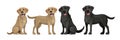 Gold yellow labrador retriever and black labrador retriever. Standing and sitting labradors isolated on white. Young and Royalty Free Stock Photo