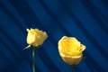 Gold yellow roses with beautiful sunlight center composition against drop shadow window on blue wall abstract texture background. Royalty Free Stock Photo