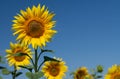 Gold yellow sunflowers growing in a field against a blue sky. There is a lot of space for text Royalty Free Stock Photo