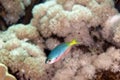 Goldband fusilier juv. (pterocaesio chrysozona) in the Red sea.