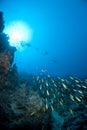 Goldband fusiliers and scuba divers silhouettes