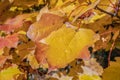 goldbraunen, orangefarbenen und gelben BlÃÂ¤ttern i Royalty Free Stock Photo