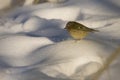 Goldcrest adult foraging in snow