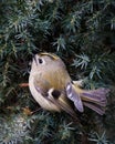 Goldcrest Regulus Regulus in a juniper