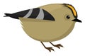 Goldcrest bird, illustration, vector