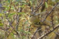 Goldcrest bird Regulus regulus foraging through branches of trees and bush Royalty Free Stock Photo