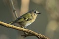 Goldcrest bird, Regulus regulus, foraging through branches of trees and bush Royalty Free Stock Photo